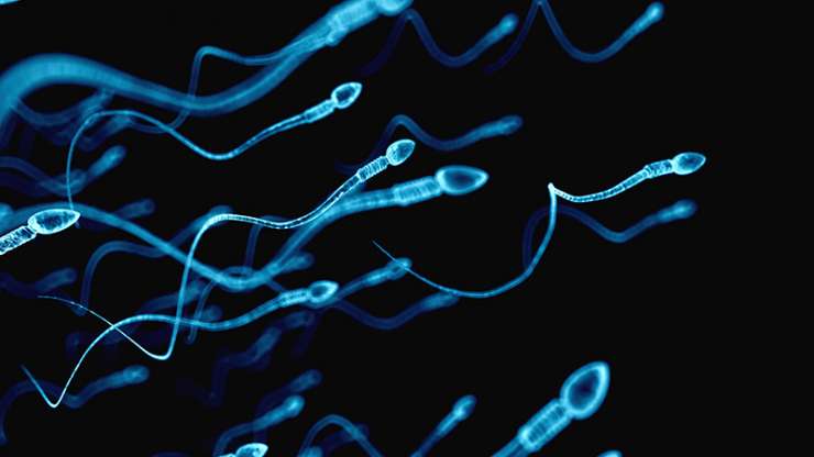 Identificada una proteína que regula la motilidad de los espermatozoides